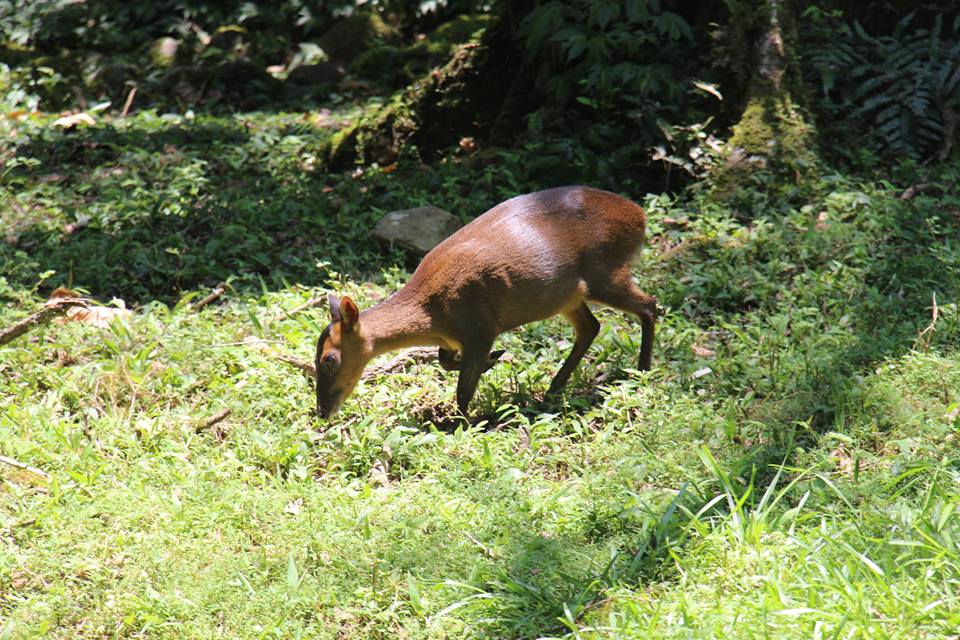 福山植物園-山羌